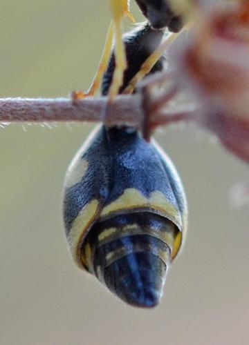 Eumenes sp.